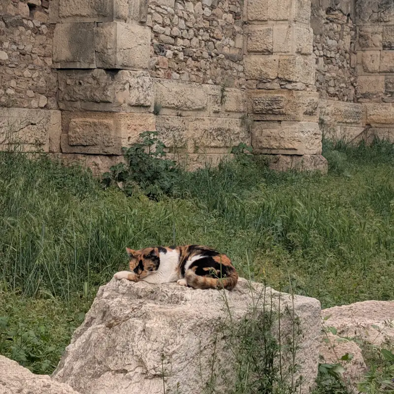 Cat on a rock at the Acropolis